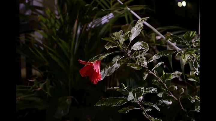 Hibiscus bloom 1