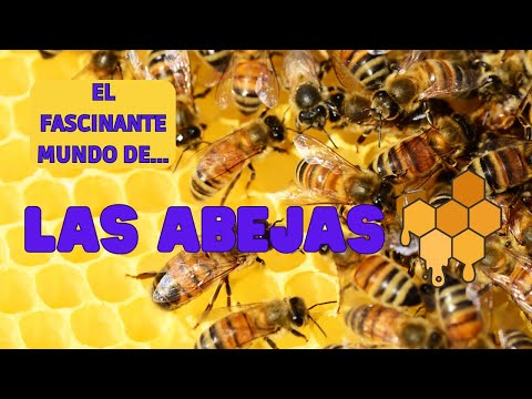 El fascinante mundo de las abejas hqdefault