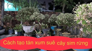 Cách trồng cây sim rừng trong chậu, tạo tán cây sum xuê nhanh!