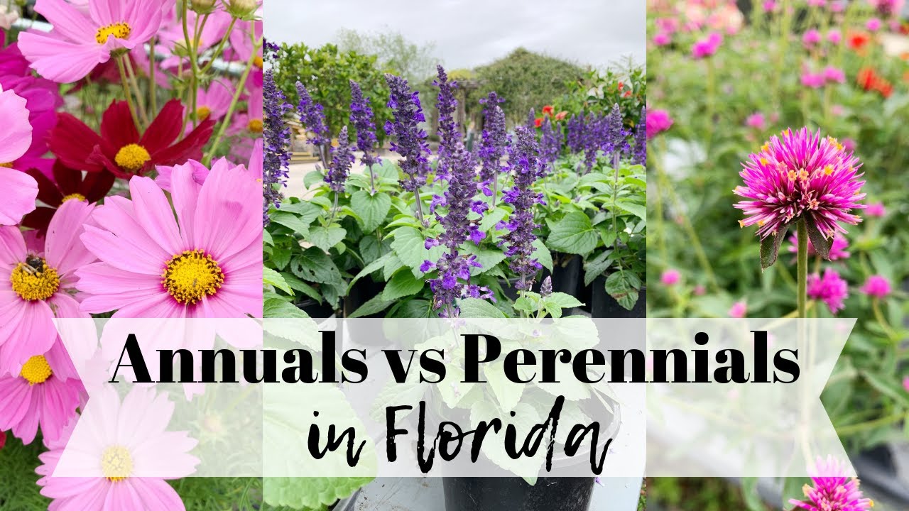 Annuals vs Perennials in Florida with Theresa