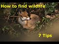 7 Tips on finding wildlife