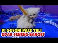 MELATIH ANAK KUCING DENGAN SEUTAS TALI