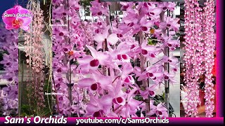 Dendrobium Orchids in an Orchid Nursery (April,  2020)