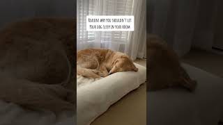 Why you shouldn’t let your dog sleep in your room #shorts #dog #goldenretriever