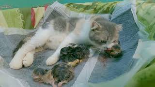 Meow kittens: The mother cat bites the kitten's umbilical cord after giving birth. by Meow Kittens 1,269 views 5 months ago 1 minute, 47 seconds