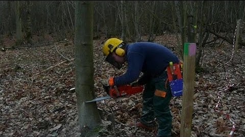 Tree Felling Using a Split Level Cut , with a Husqvarna 346xp Chainsaw