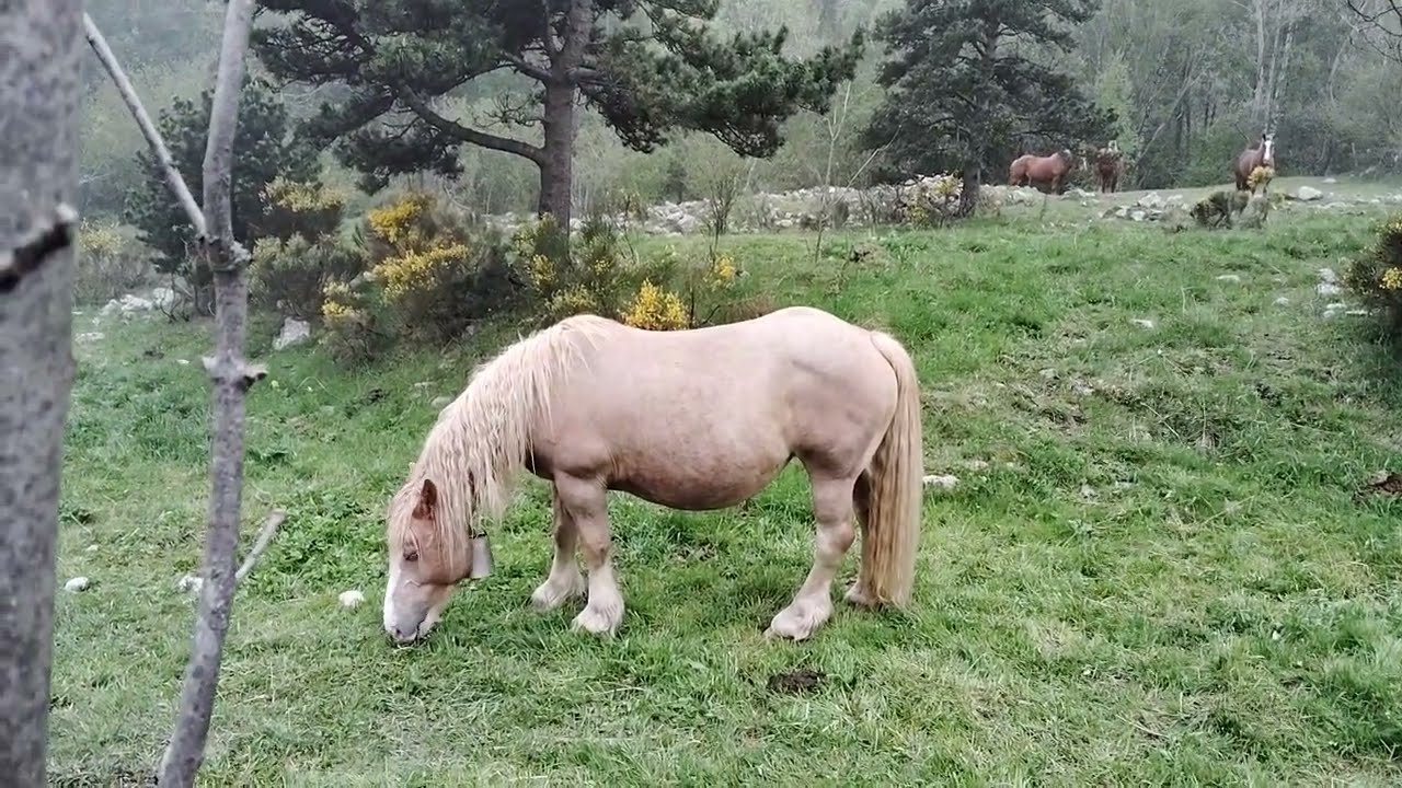 CAVALLS DEL PIRINEU CATALÀ