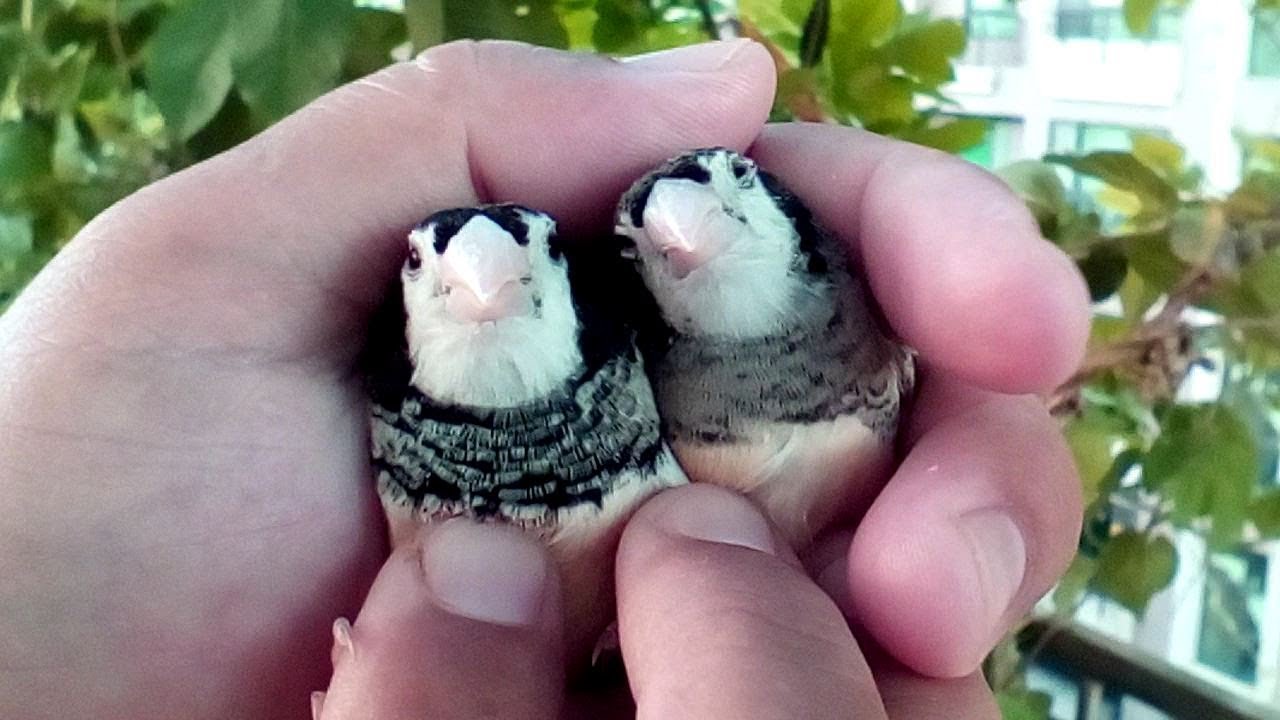貓頭鷹雀混血 公母分辨方式 Owl Finch Youtube