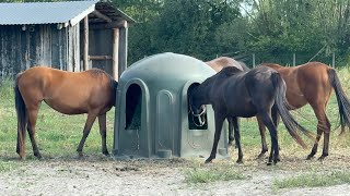 Horse Care Routine Bathing, Grooming Polo Preparation