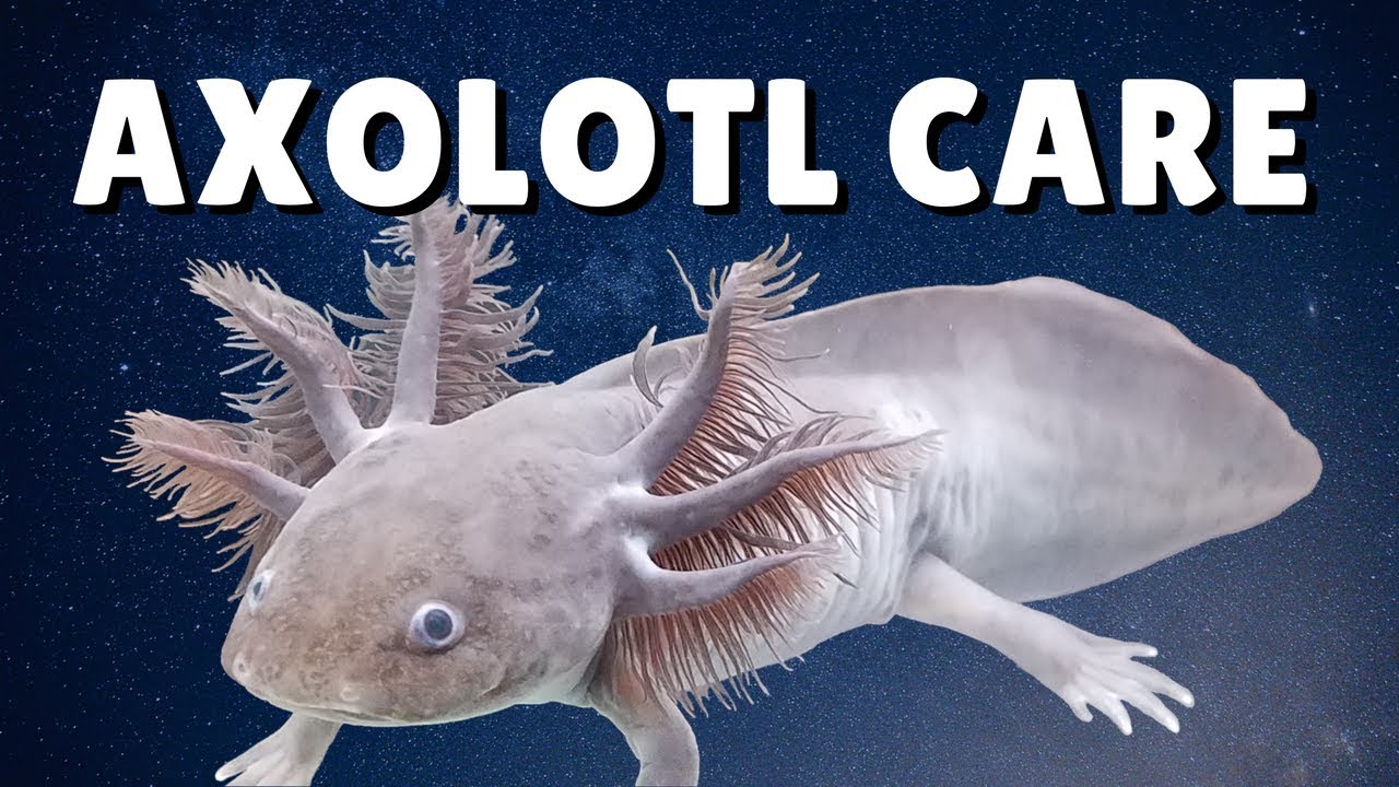 Axolotl Care Guide Housing Feeding Tank Mates Ambystoma Mexicanum Youtube