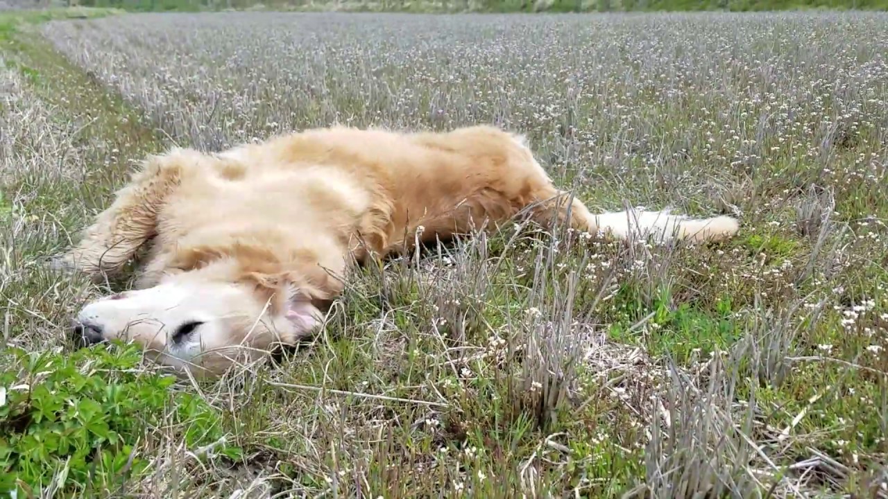 山歩き安全マップ 里山で遊ぶ気ままなゴールデンレトリバー　Golden Retriever