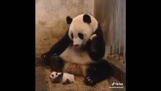 Komik Hayvan Videoları - Tiktok En Yeni Tiktok Videoları