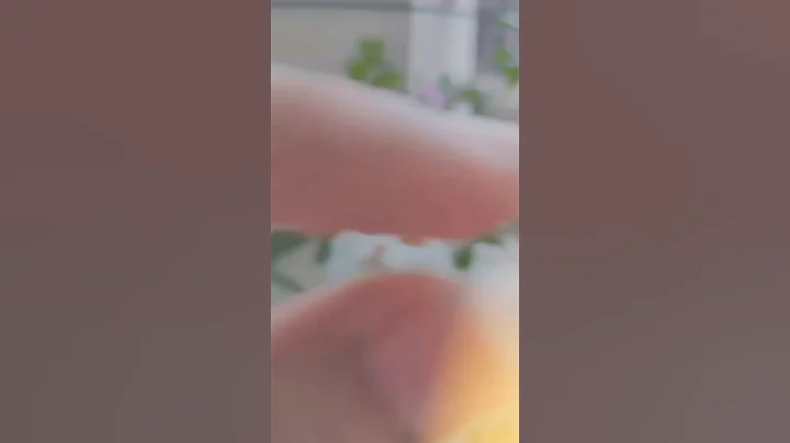 Video 11030081: persian cat meowing cute, eyes persian cat