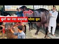 👉 माँ सरस्वती दादी पार्वती का है यह भोला बुल 👆|| Bhola Bull From Haryana || Farming Leader