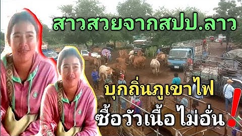 สาวสวยสปป.ลาว บุกถิ่นภูเขาไฟ ซื้อวัวเนื้อไม่อั่น!!..12ก.ค.68ตลาดแยกการช่าง