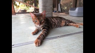 Rare beautiful Toyger cat