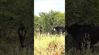 I Hunted A Strange Animal In The African Junglement If You Know The Name.