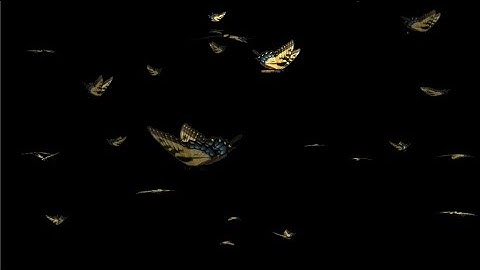 Butterfly Swarm - Yellow Swallowtail - Loop - Alpha - Close & Long