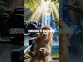 Monkey Vlogger Bangla Monkey Takes Camera & Vlogs Like a Human | #uk #fatima #usa