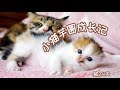 如果生孩子不是为了玩，那将毫无意义【芋圆出生第24天】【Growth Diary of the Kitten Yu-Yuan/Day 24】