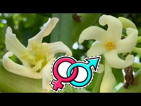 Video: Apakah Tumbuhan Hermaphroditic - Ketahui Tentang Tumbuhan Hermaphroditic Di Taman