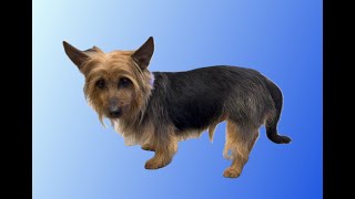 Australian Terrier Handstrip