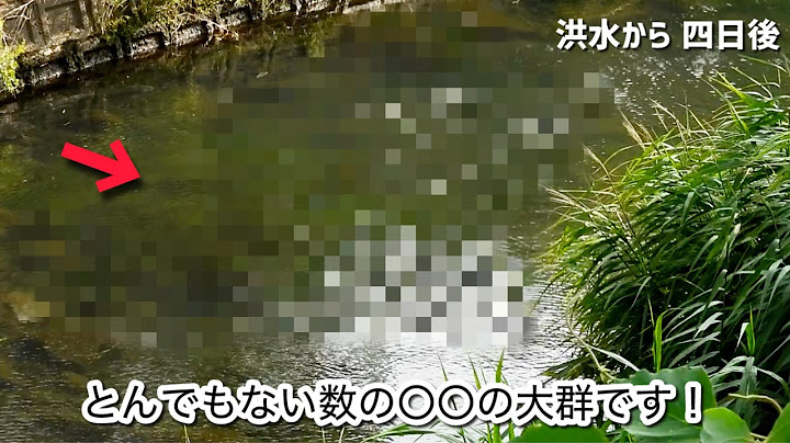 A few days after heavy rains caused the sewage river to flood, a large school of high-quality fis...