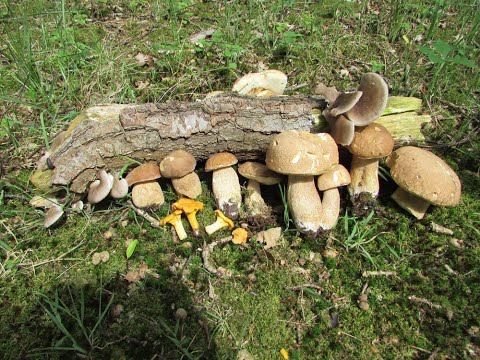 Summer Cep, Boletus reticulatus, A Charcoal Burner and 2 types of chanterelle