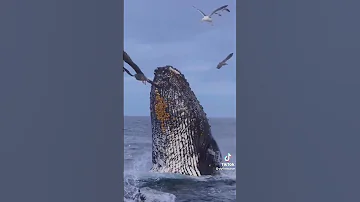 Tazama Samaki Mkubwa Kuliko Ana Uwezo Mkubwa Wa Kuruka Juu 