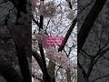  cherry blossoms  cherryblossoms springblossoms