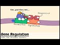 Gene Regulation and the Order of the Operon