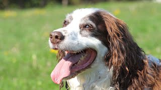 A Guide to Adopting a Brittany Dog from Rescues and Shelters by Brittany Dog USA 85 views 2 weeks ago 4 minutes, 48 seconds