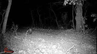 Bobcat At Night