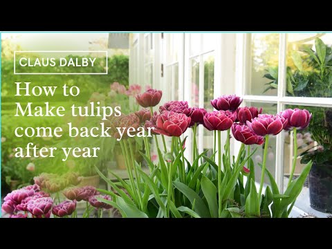 How to Grow Tulips | At Home With P. Allen Smith