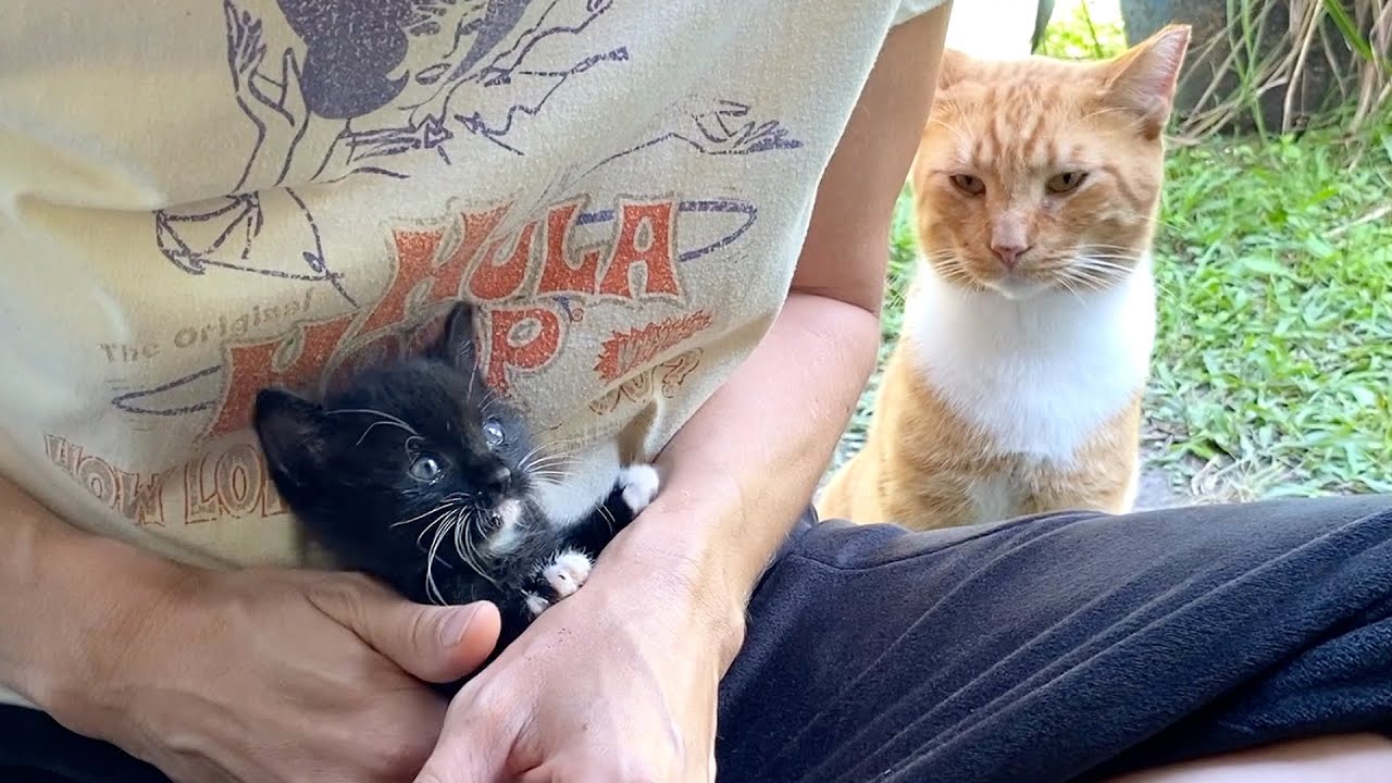 Cat Meets Teeny Kitten - YouTube