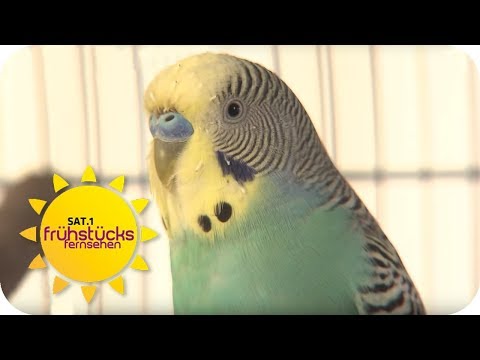 deutschlands-teuerster-wellensittich:-ist-das-zu-große-tierliebe?-|-sat.1-frühstücksfernsehen-|-tv