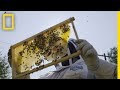 Detroit’s Urban Beekeepers are Transforming the City’s Vacant Lots | Short Film Showcase