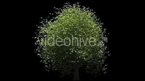 Tree v. 02 Side View Pack | Motion Graphics - Envato elements