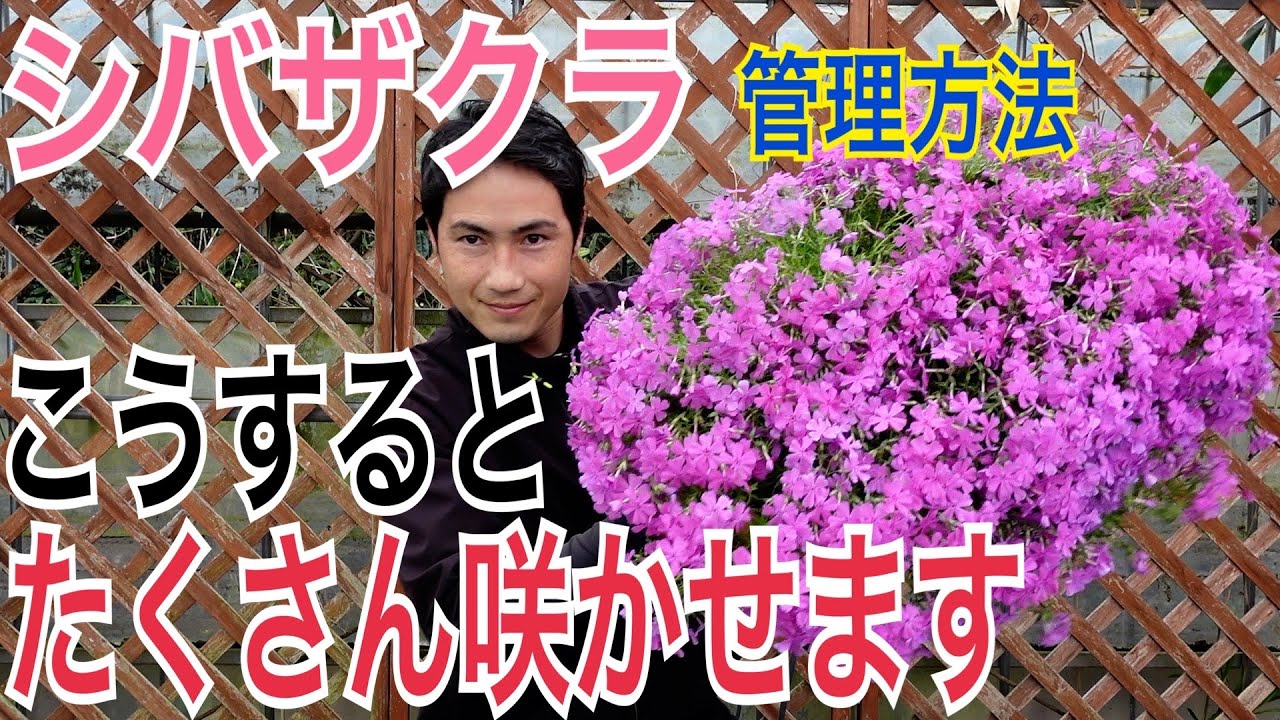 咲く Moss Phlox] A practical guide to how to care for it to increase