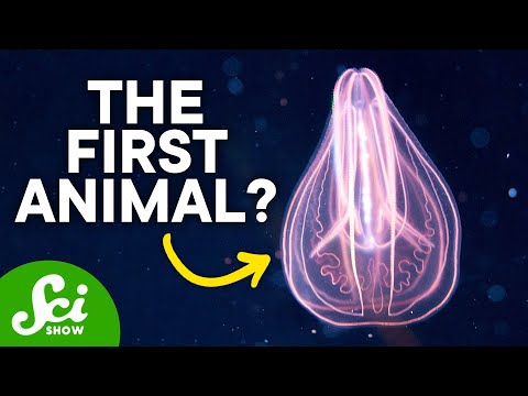 Video: Când au fost descoperite animalele?