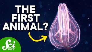 What Did the First Animal Look Like? What Did the First Animal Look Like?