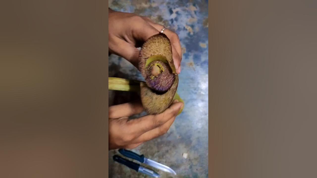Arum Vegetable Cutting viral shortvideos youtubeshorts foryou arum-vegetable-cutting-viral-shortvideos-youtubeshorts-foryou