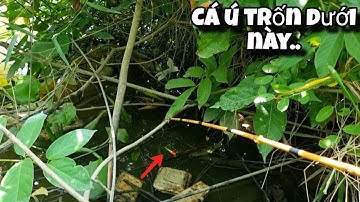 Tập 125 - Câu Cá Rô Đồng Về Kho Mắm, Cá Ú Ú Cỡ Này Kho Thì Hết Nước Chấm Luôn