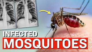 Google Releasing a 32 Million Strong "Mosquito Army" in Florida