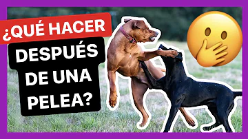 ¿Los perros guardan rencor después de una pelea?