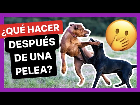 Video: Cómo Reconciliar Perros