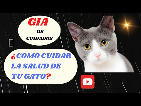 😺Como Cuidar la Salud de tu Gato😺¿Cómo mantener el bienestar de tu gato? hqdefault