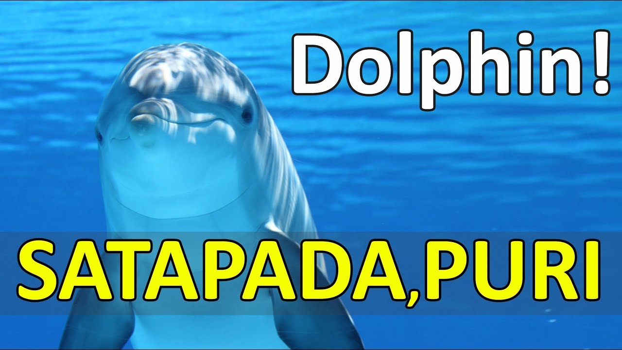 Satapada : Irrawaddy Dolphins Spotted at Iconic Chilika Lake (Puri) Odisha | TravelElite