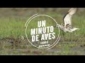 Un Minuto de Aves #143 Chorlito Semipalmeado (por fin!!)