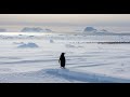 The Penguin Who Walked Away | A True Antarctic Mystery